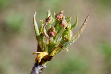 two buds on a branch of a fruit tree in macro closeup, nature in spring season, botanical background