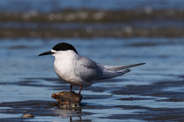 White Fronted Tern in Australasia