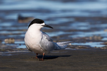 White Fronted Tern in Australasia