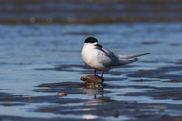 White Fronted Tern in Australasia
