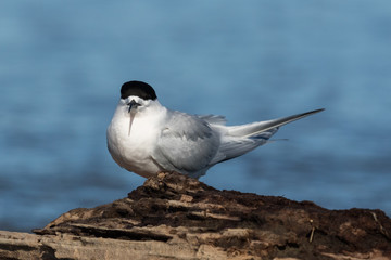 White Fronted Tern in Australasia