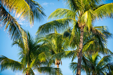 Fototapeta na wymiar Bright scenic view of a grove of fresh healthy green coconut palm trees waving in golden tropical sunlight against clear blue sky