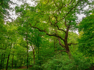 Old oak tree (Quercus robur) in forest