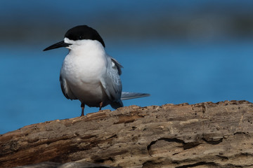 White Fronted Tern in Australasia