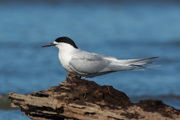 White Fronted Tern in Australasia