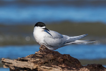White Fronted Tern in Australasia