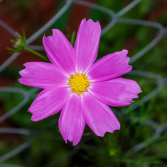 One white cosmos flower with pink edges and yellow centre