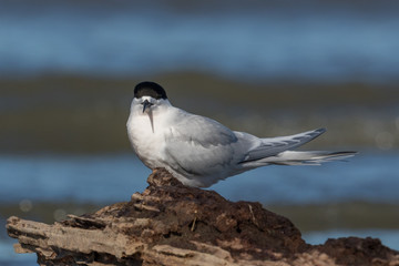 White Fronted Tern in Australasia