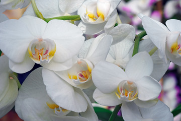 Moth orchid (Phalaenopsis x hybridus).