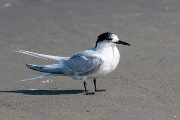 White Fronted Tern in Australasia