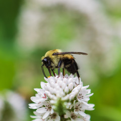 Balanced Bee