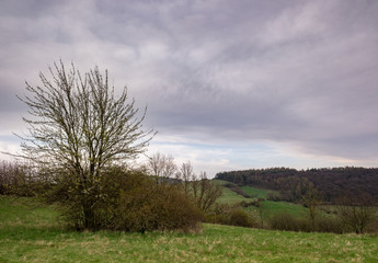 Landscape with the blossoming tree in the foreground, forested hill in the background and rain clouds in the sky.