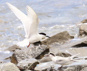 White Fronted Tern in Australasia
