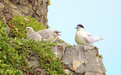 White Fronted Tern in Australasia