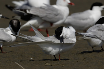 White Fronted Tern in Australasia