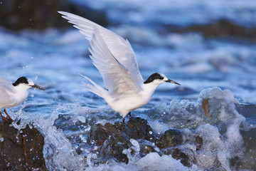 White Fronted Tern in Australasia