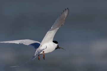 Fototapeta premium White Fronted Tern in Australasia