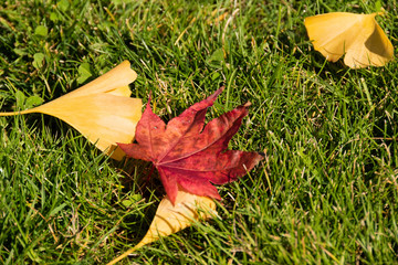 芝生の上のイチョウとモミジの葉
