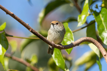Brown Thornbill in Australia