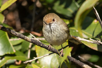 Brown Thornbill in Australia