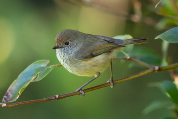 Brown Thornbill in Australia