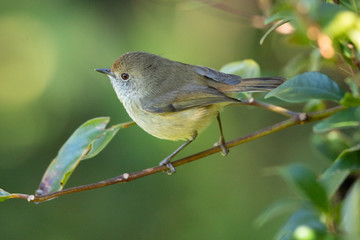 Brown Thornbill in Australia