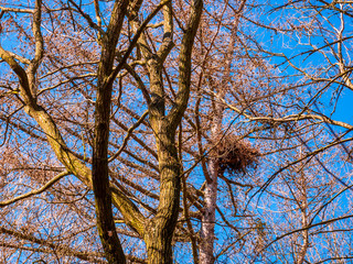 Bird's nest high in a tree