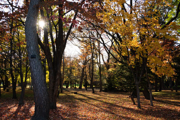 Naklejka premium 秋の公園