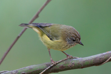 Striated Thornbill in Australia