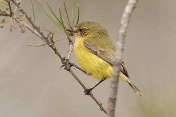 Yellow Thornbill in Australia