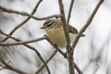 Yellow Rumped Thornbill in Australia