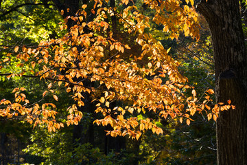 色づいた秋の公園の木