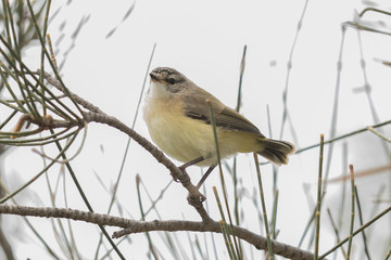 Yellow Rumped Thornbill in Australia