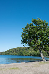 静かな湖の湖畔に立つ木　屈斜路湖