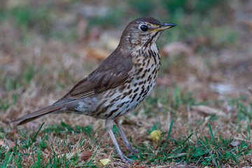European Song Thrush