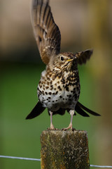 European Song Thrush