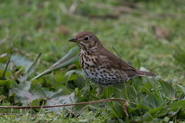 European Song Thrush