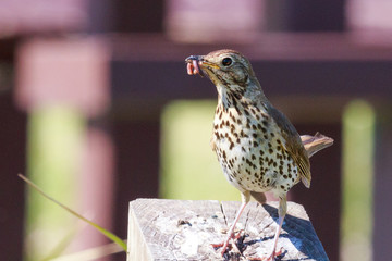 European Song Thrush