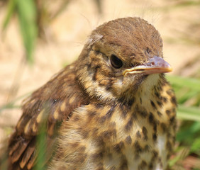 European Song Thrush