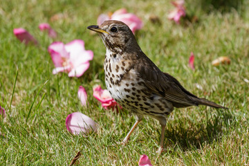 European Song Thrush