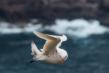 Red Tailed Tropicbird in Australia