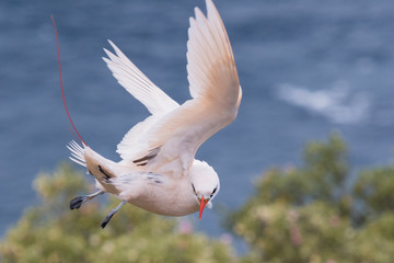 Red Tailed Tropicbird in Australia