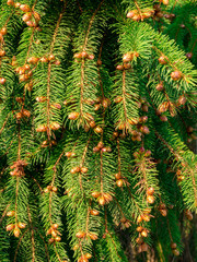 Spruce tree in spring with young cones