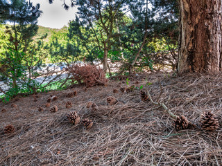 Pine cones and needles under the trees