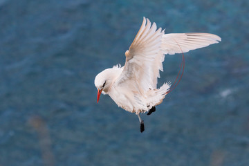 Red Tailed Tropicbird in Australia