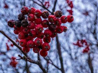 Red Rowan (Sorbus aucuparia L) - partial dry gorgeous red berries