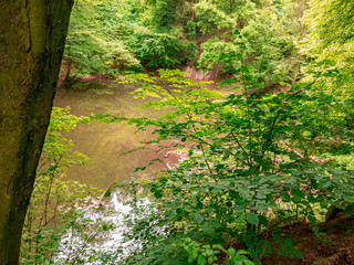 Hidden small forest lake. View through a shrub, framed by a tree trunk