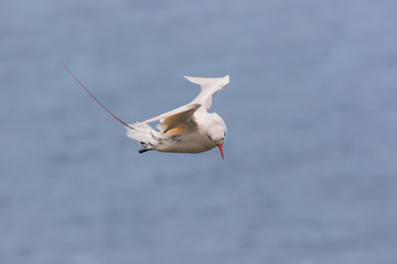 Red Tailed Tropicbird in Australia
