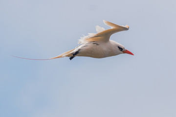 Red Tailed Tropicbird in Australia