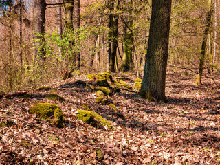 Old ruined stone wall in the forest, covered with leaves and moss.